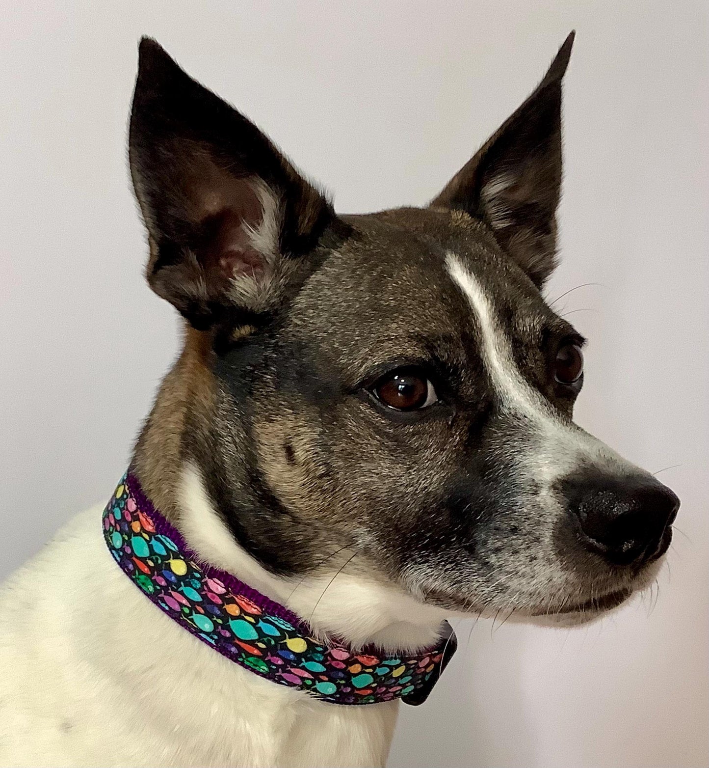 Adjustable Dog Collar with Fish