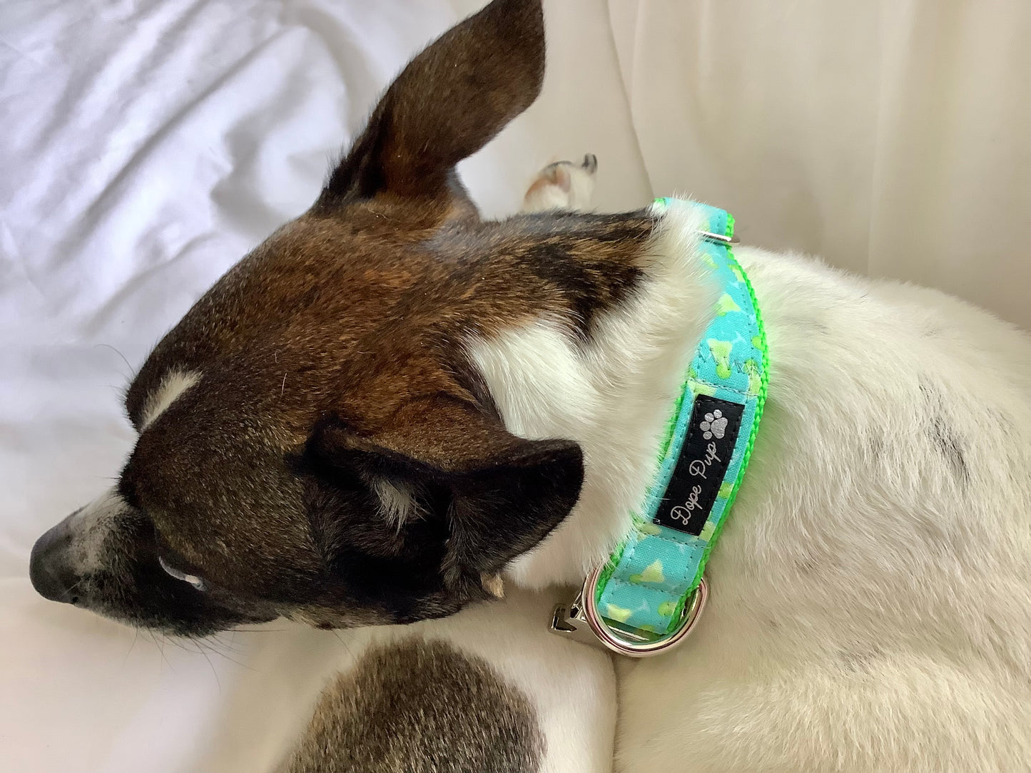Adjustable Dog Collar with Alcohol Drinks