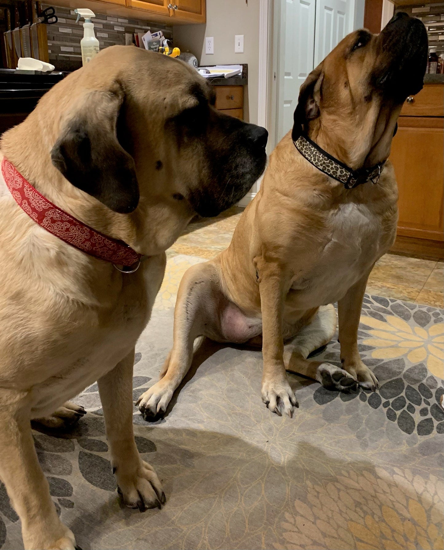 Gentile Giant Dog Collar