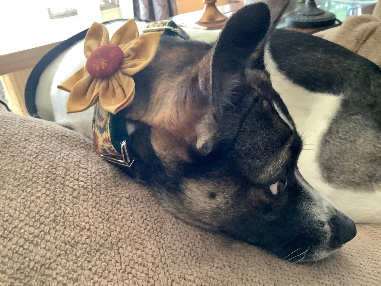 Adjustable Dog Collar with Sunflower for Fall