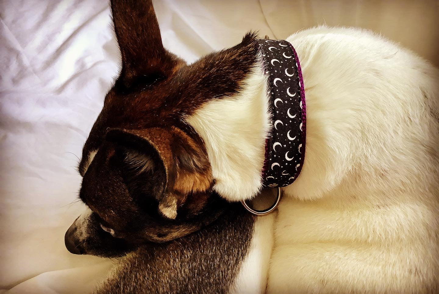 Dog Collar with Moon