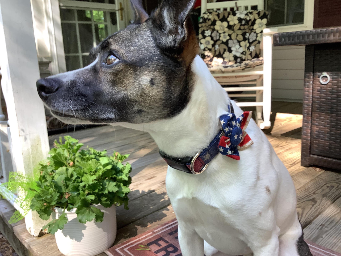 Patriotic Flag Dog Collar