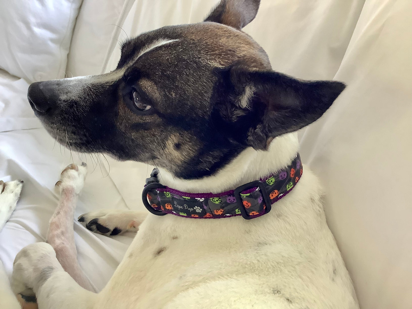 Dog Collar with Colorful Jack-O-Lanterns for Halloween