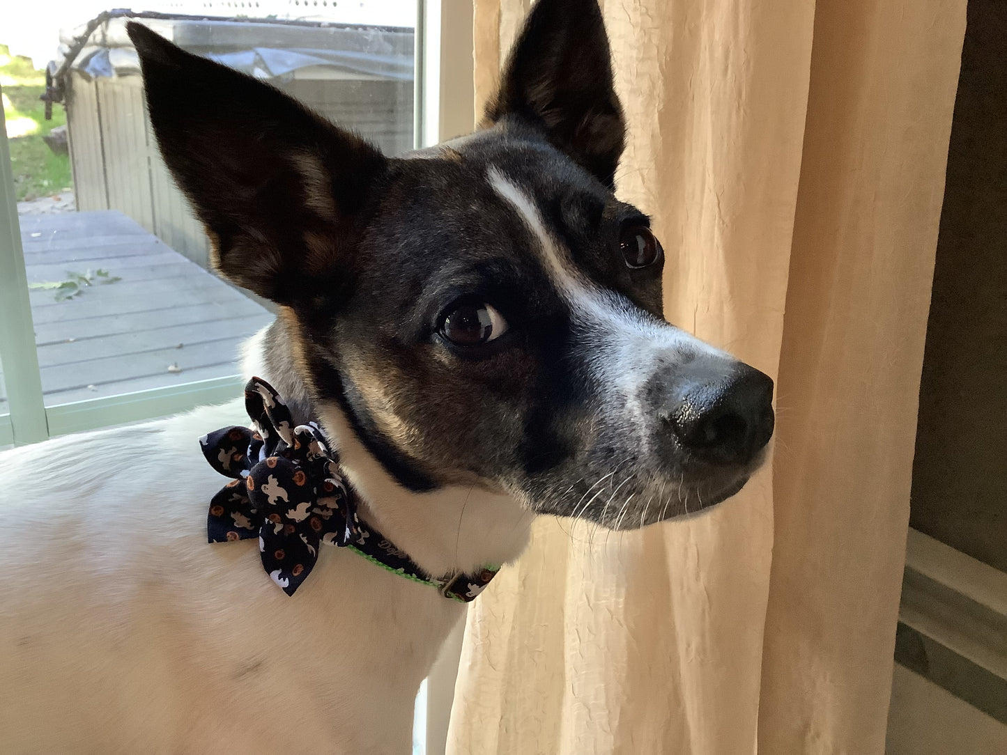 Halloween Dog Collar with Ghost and Pumpkins