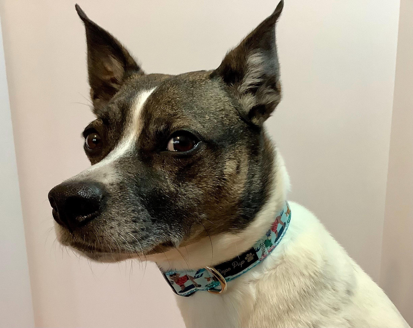 Ocean Themed Dog Collar with Surfing Dogs