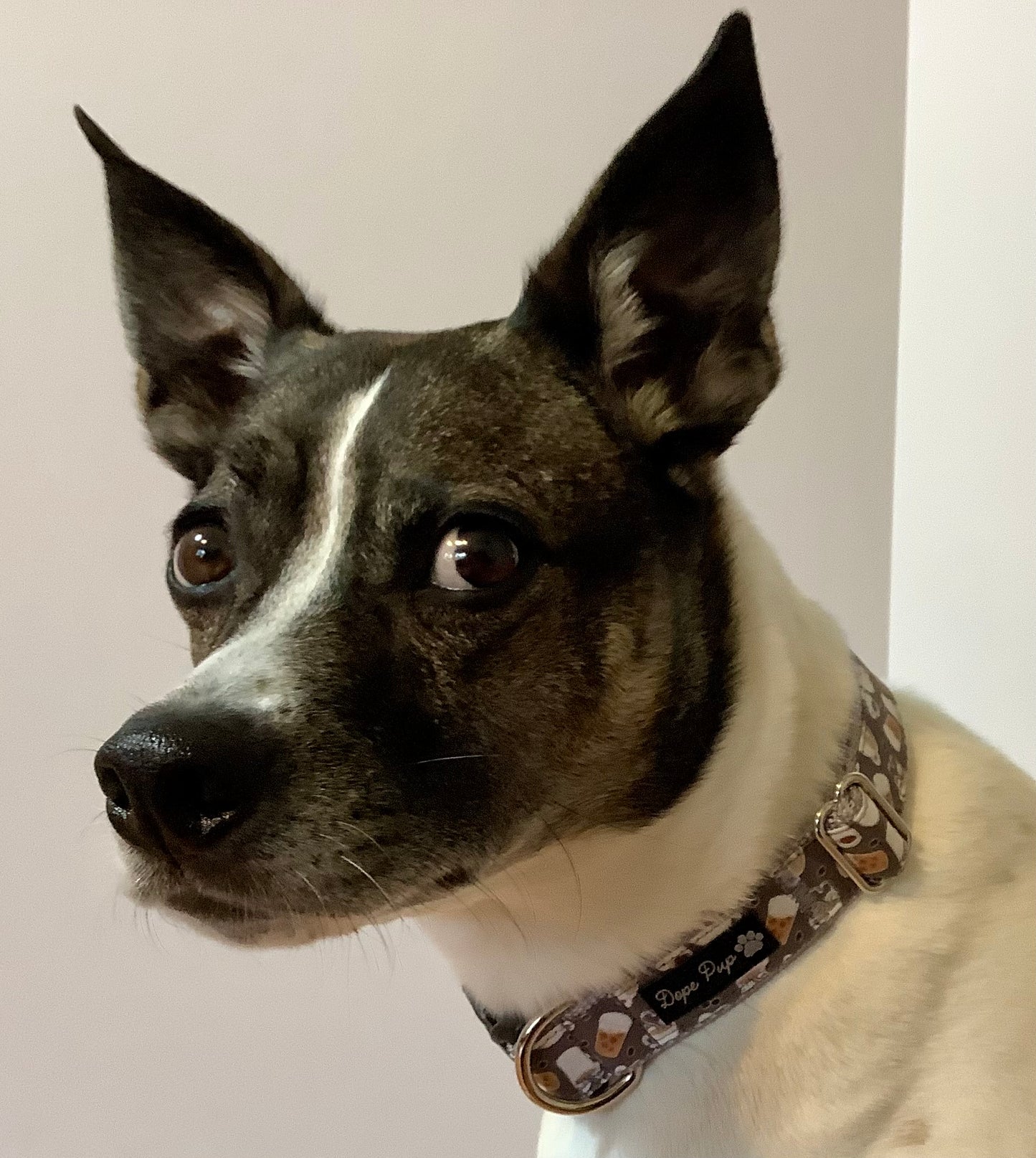 Handmade, Adjustable Dog Collar with Coffee