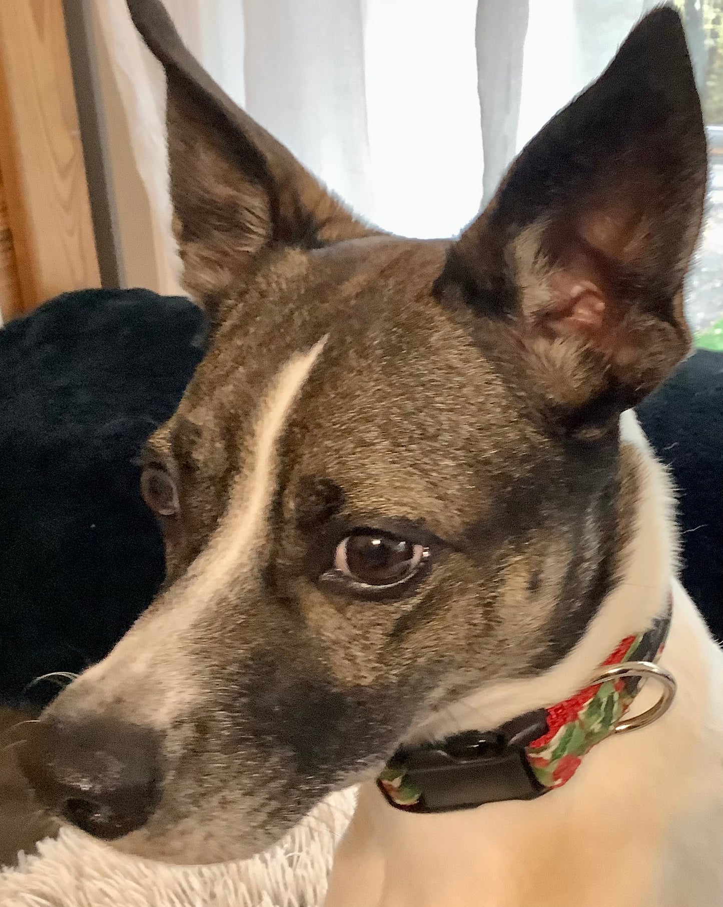 Mistletoe Pet Collar for Christmas