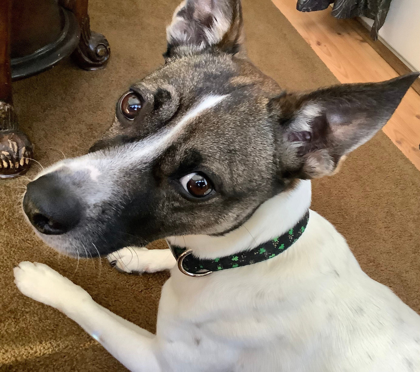 St Patrick’s Day Dog Collar with Shamrocks & Gold Paw Prints